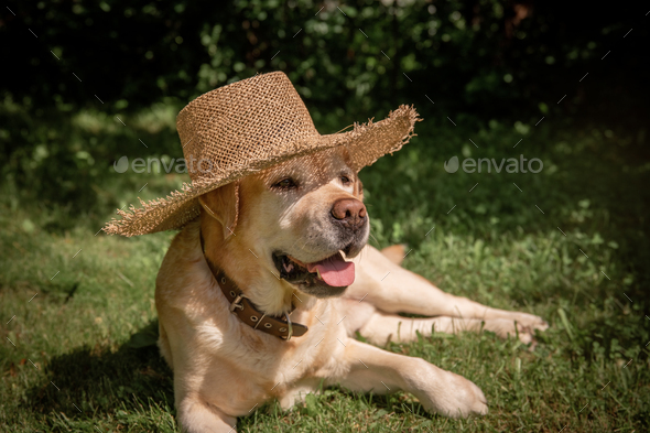 beautiful Labrador in hat lies on the grass - Stock Photo - Images