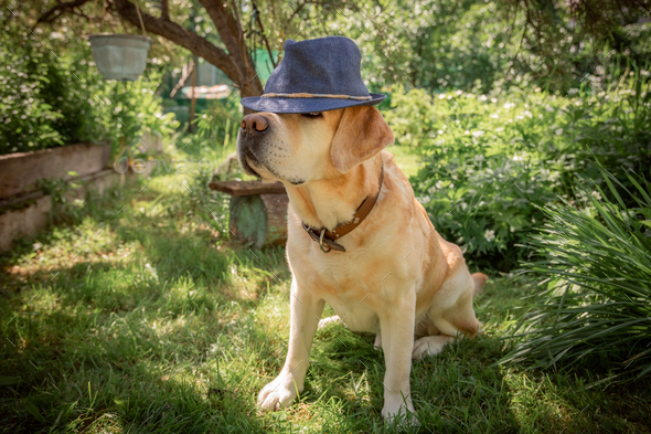 beautiful adorable fawn dog labrador in hat outdoors - Stock Photo - Images