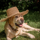 beautiful Labrador in hat lies on the grass - PhotoDune Item for Sale