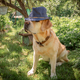 beautiful adorable fawn dog labrador in hat outdoors - PhotoDune Item for Sale