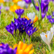 Spring meadow with various crocus flowers - PhotoDune Item for Sale