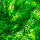 Abstract green alga background - PhotoDune Item for Sale