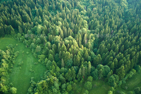 Premium Photo  Aerial view of green pine forest with dark spruce trees  covering mountain hills at sunset nothern woodland scenery from above