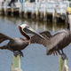 Pelican - PhotoDune Item for Sale