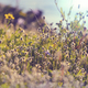 Sunny meadow - PhotoDune Item for Sale