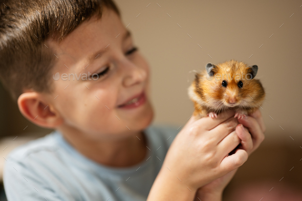 Boy holds funny hamster in his hands. Home pets. - Stock Photo - Images