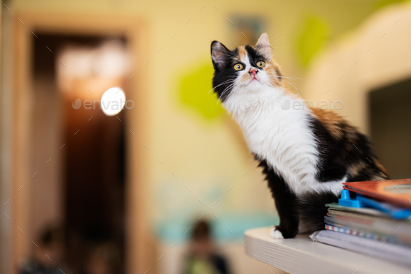 Cat in home. Three color kitty. - Stock Photo - Images