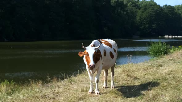 A brown and white cow stands on the Bank of a river while grazing.