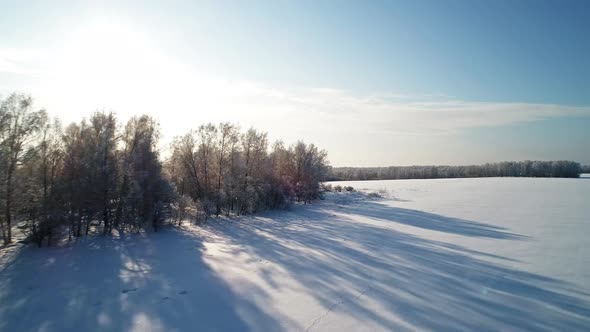 Winter Forest Landscape. alt