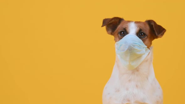 Portrait of Adorable dog with medical mask on the muzzle