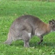 Kangaroo - VideoHive Item for Sale