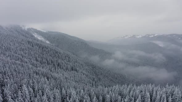 Aerial view of snow covered trees, Winter nature beautiful, Flying above pine forest mountain  alt