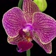 Time-lapse of opening Phalaenopsis KV Charmer orchid - VideoHive Item for Sale