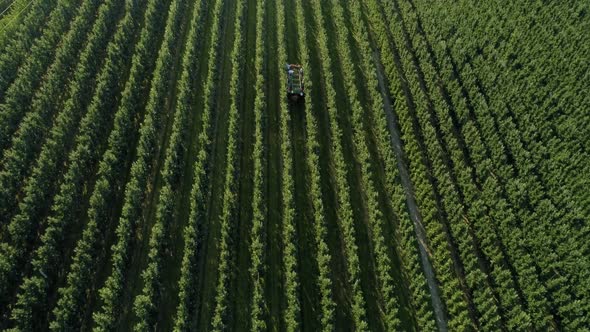 Aerial view of apple orchard and farmers picking apples alt