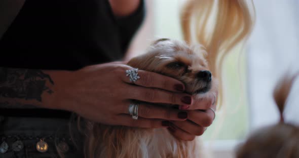 Close up of a small yorkshire terrier puppy being pet and loved alt