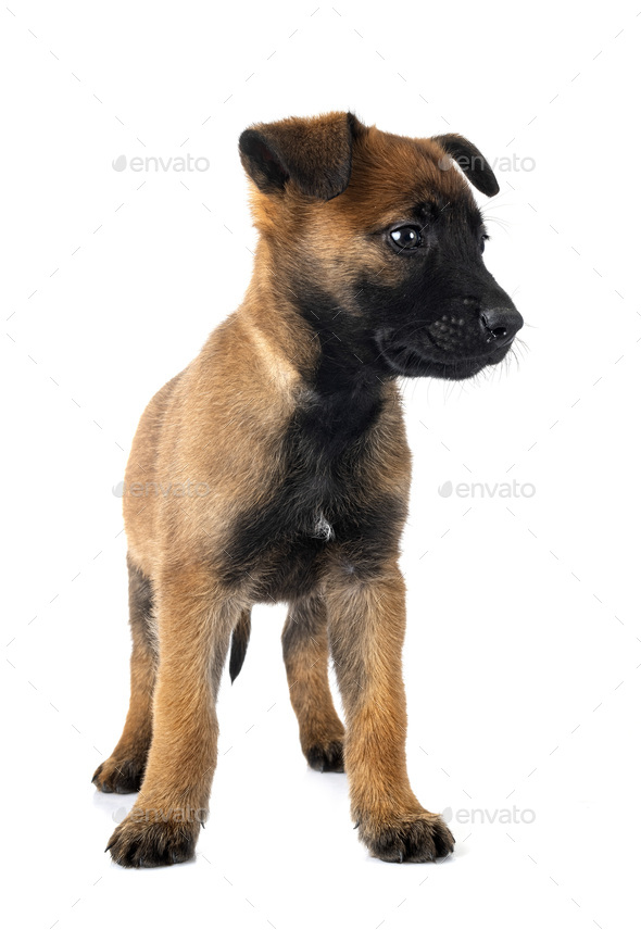 puppy malinois in studio - Stock Photo - Images