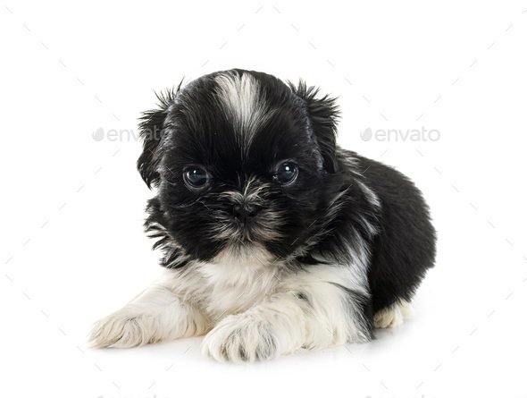 puppy Shih Tzu in studio - Stock Photo - Images