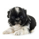 puppy Shih Tzu in studio - PhotoDune Item for Sale