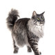 maine coon cat - PhotoDune Item for Sale