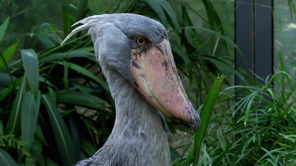 A shoebill (Balaeniceps rex) stork standing surrounded by plants.