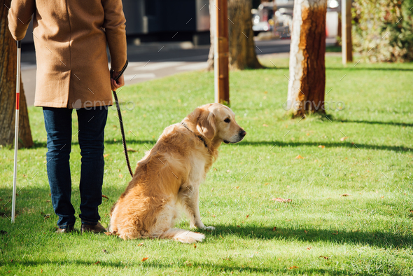 Cropped view of blind man with walking stick and guide dog standing on lawn grass