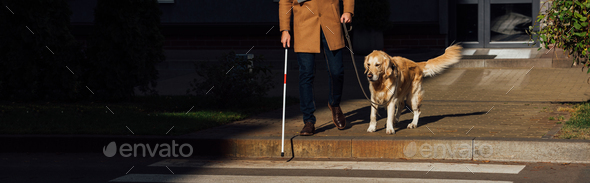 Cropped view of blind man with guide dog walking on crosswalk, panoramic shot