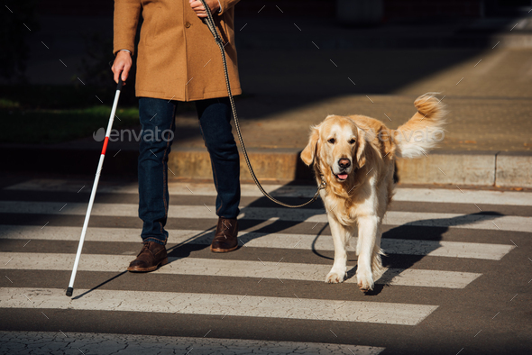 Cropped view of blind man with stick and guide dog walking on crosswalk