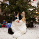 Young three color cat sits under Christmas tree. - PhotoDune Item for Sale