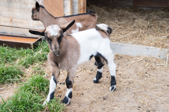 a small cute goat stands near the pet pen, the concept of breeding goats