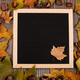 Autumn composition with pumpkins, corns, leaves and chestnut on brown wooden table. Flat lay, top - PhotoDune Item for Sale