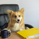 Cute funny corgi dog sits in a chair and working on a computer in the office at his desk - PhotoDune Item for Sale
