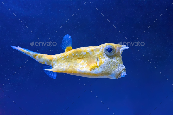 Cowfish, Lactoria Cornuta Swims In The Aquarium - Stock Photo - Images