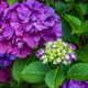 Beautiful purple hydrangeas blooming in Michigan - PhotoDune Item for Sale