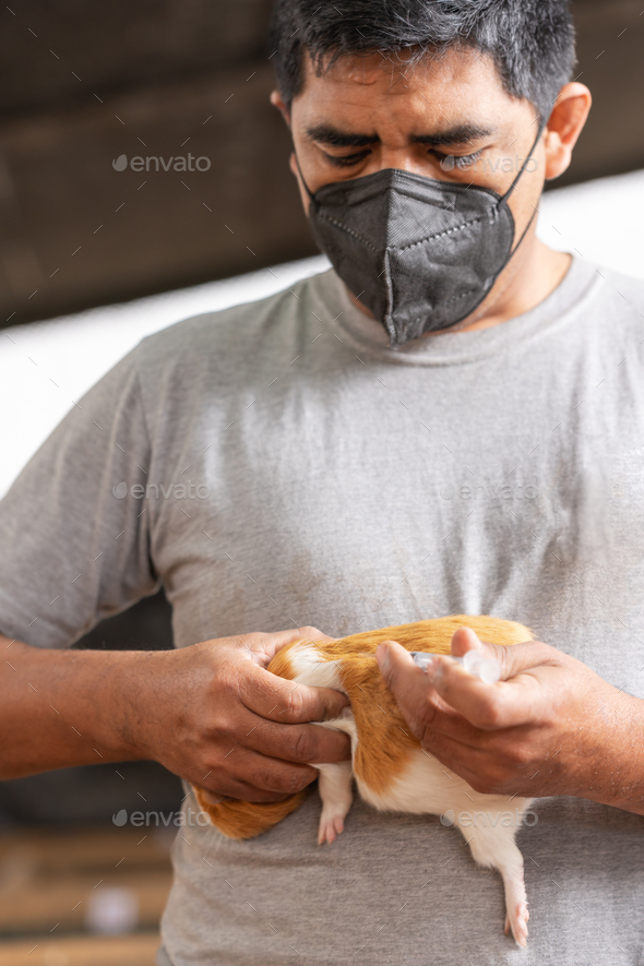 Vertical photo of a vet with a mask applying a vaccine to a guinea pig in a farm