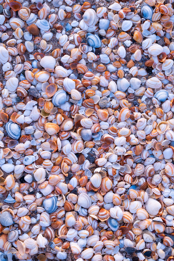 Seashells on the seashore as a background. Marine fauna. Natural background of natural materials.