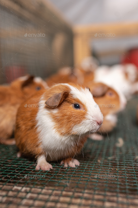 Guinea pig clearance inside cage