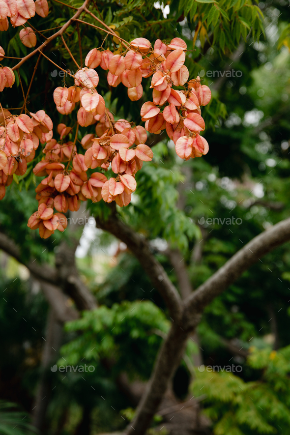 Chinese flame tree - orange blossoms on green leaves. CLose up of japanese garden bridge and plants.