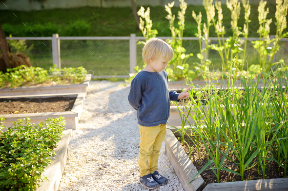 Little child is in community kitchen garden. Raised garden beds with plants in vegetable garden