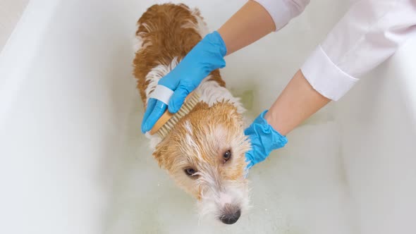 A veterinarian in blue gloves washes a dog with shampoo in a tub of water. grooming procedure alt