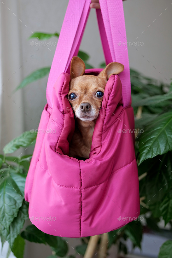 small dog in a carrier bag Viva Magenta - Stock Photo - Images