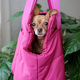 small dog in a carrier bag Viva Magenta - PhotoDune Item for Sale