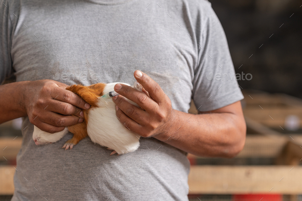 Unrecognizable male vet vaccinating a guinea pig on a farm