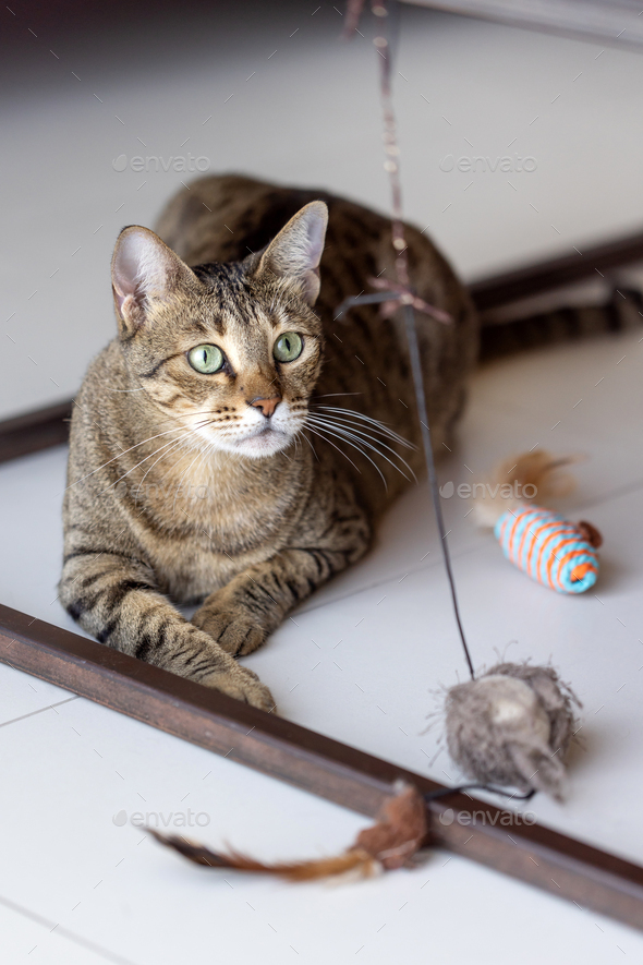 Cute oriental cat guarding toys at home, domestic animal portrait - Stock Photo - Images