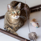 Cute oriental cat guarding toys at home, domestic animal portrait - PhotoDune Item for Sale