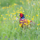 Colorful pheasant in the nature - PhotoDune Item for Sale