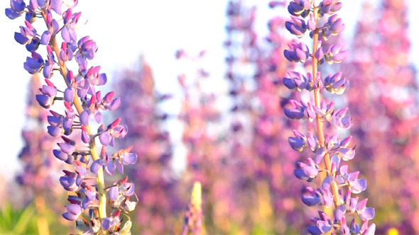 Close-Up Of Lupine Flowers