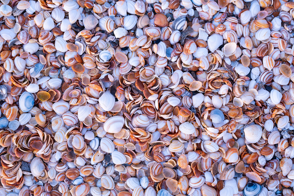 Seashells on the seashore as a background. Marine fauna. Natural background of natural materials.