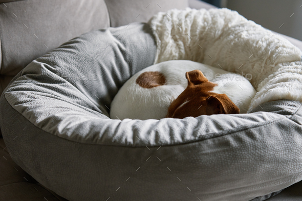 Cute dog sleeping in his bed Stock Photo by Lazy_Bear | PhotoDune