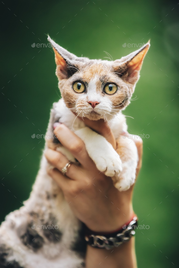Cats Portrait. Obedient Devon Rex Cat With Whitered Spotted Fur Color