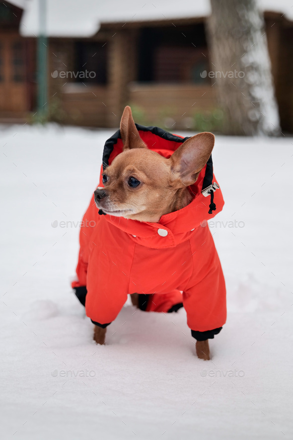 a small dog in an orange winter overall in dog walks in the snow - Stock Photo - Images